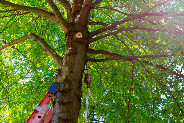 Best Tree Branch Trimming  in Great Falls, SC